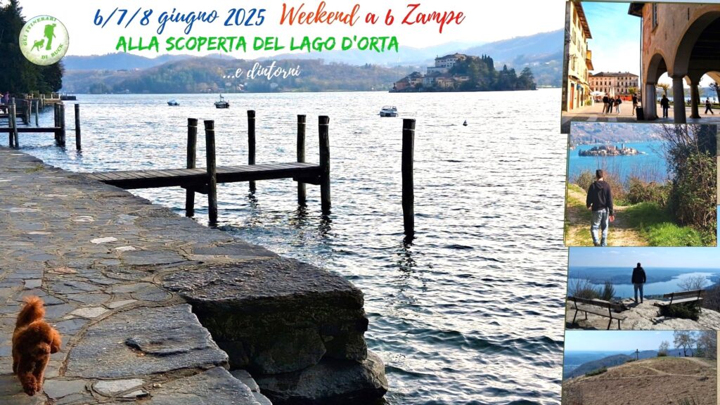 Week end con i cani in giugno 2025 in Piemonte, sul lago d'Orta