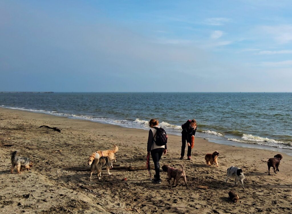 Libertà con i cani al mare